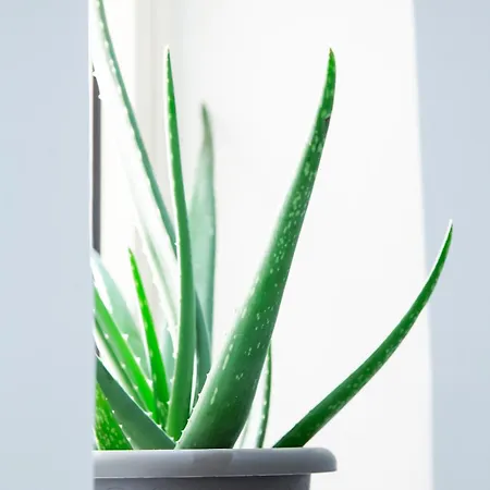 Valletta Waterfront Backyard Flat By Arco Collection Apartament