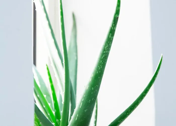 Valletta Waterfront Backyard Flat By Arco Collection Lejlighed